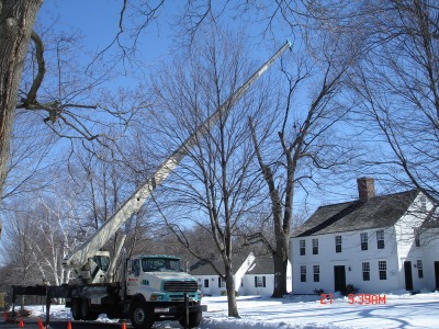 Tree Removal